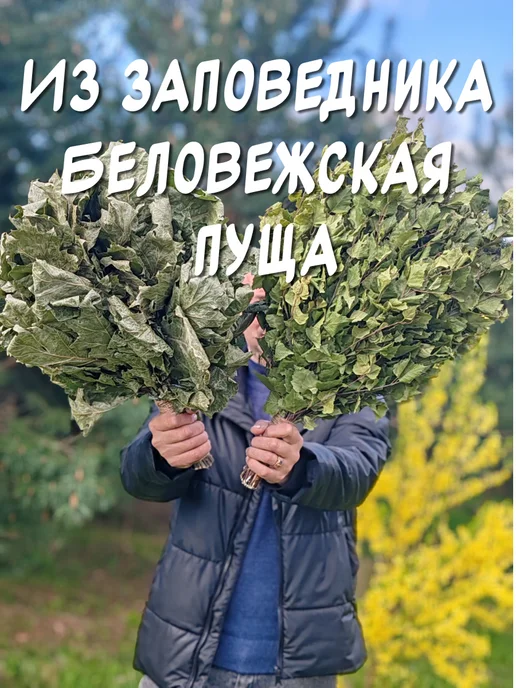 из Пущи Веник дубовый 2 шт. БЕССОРТОВОЙ, 2 шт, фото 5
