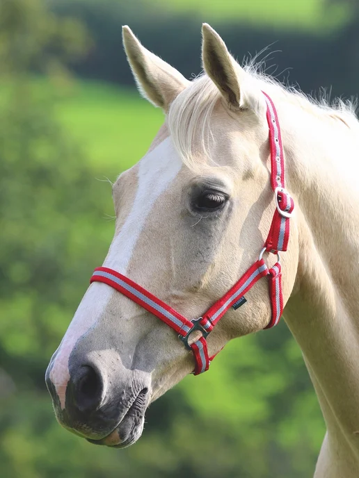 SHIRES Недоуздок для лошади "Wessex", фиолетовый, полоска, красный, фото 2