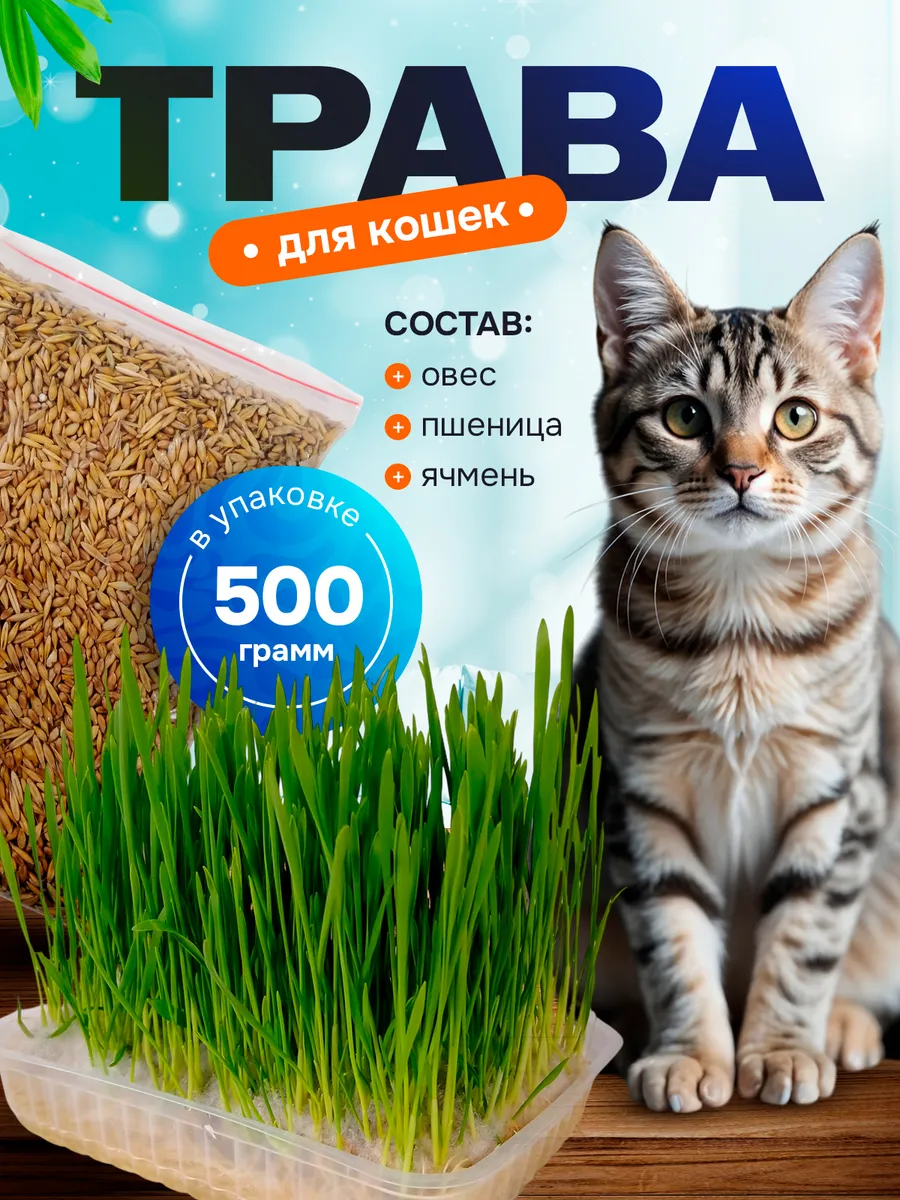 Трава для кошек проращивания