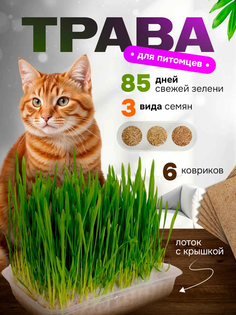 Трава для кошек проращивания