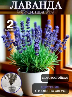 Саженцы Лаванды узколистной 2шт Крымская лаванда 343491201 купить за 369 ₽ в интернет‑магазине Wildberries