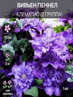 Клематис Вивьен Пеннел 1 шт. 347433546 купить за 700 ₽ в интернет‑магазине Wildberries