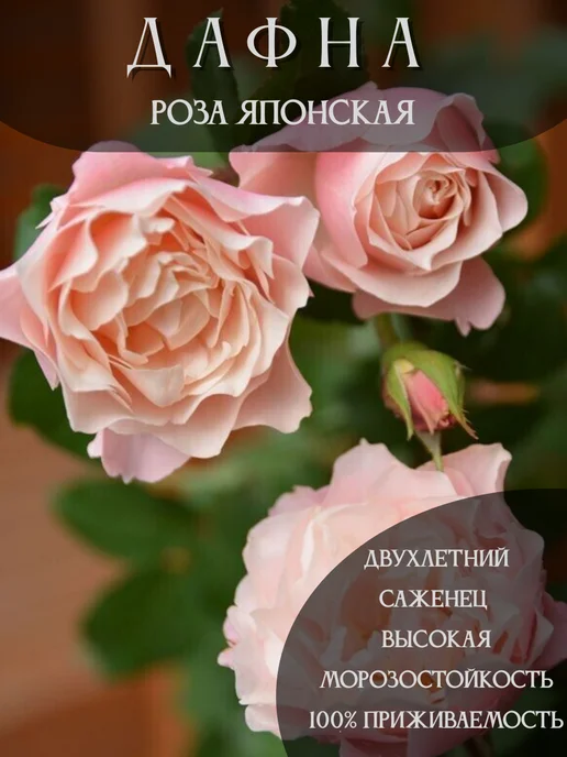 Кончают писка және жопа Ас үйдегі алжапқыш киген қыз секс видео