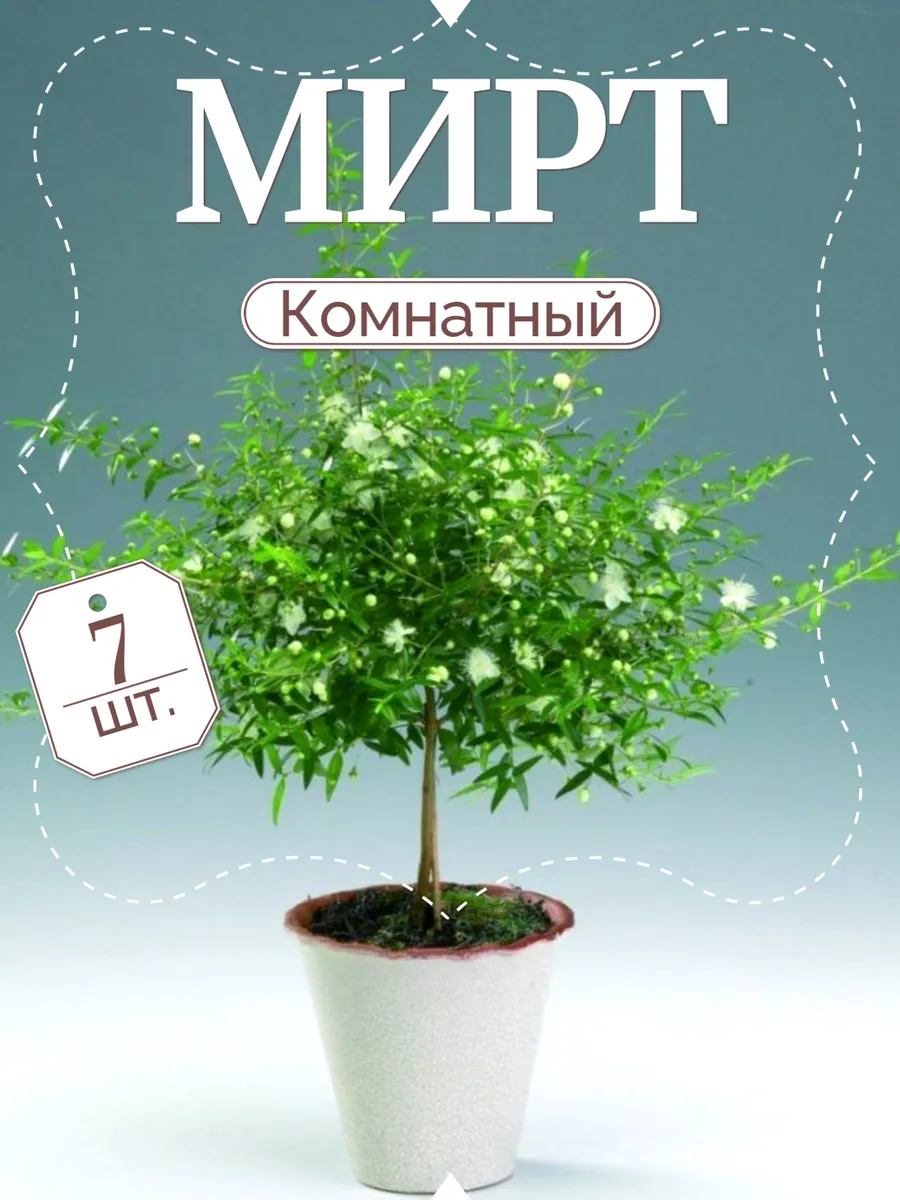 Мирт комнатный (обыкновенный), семена 7 шт.
