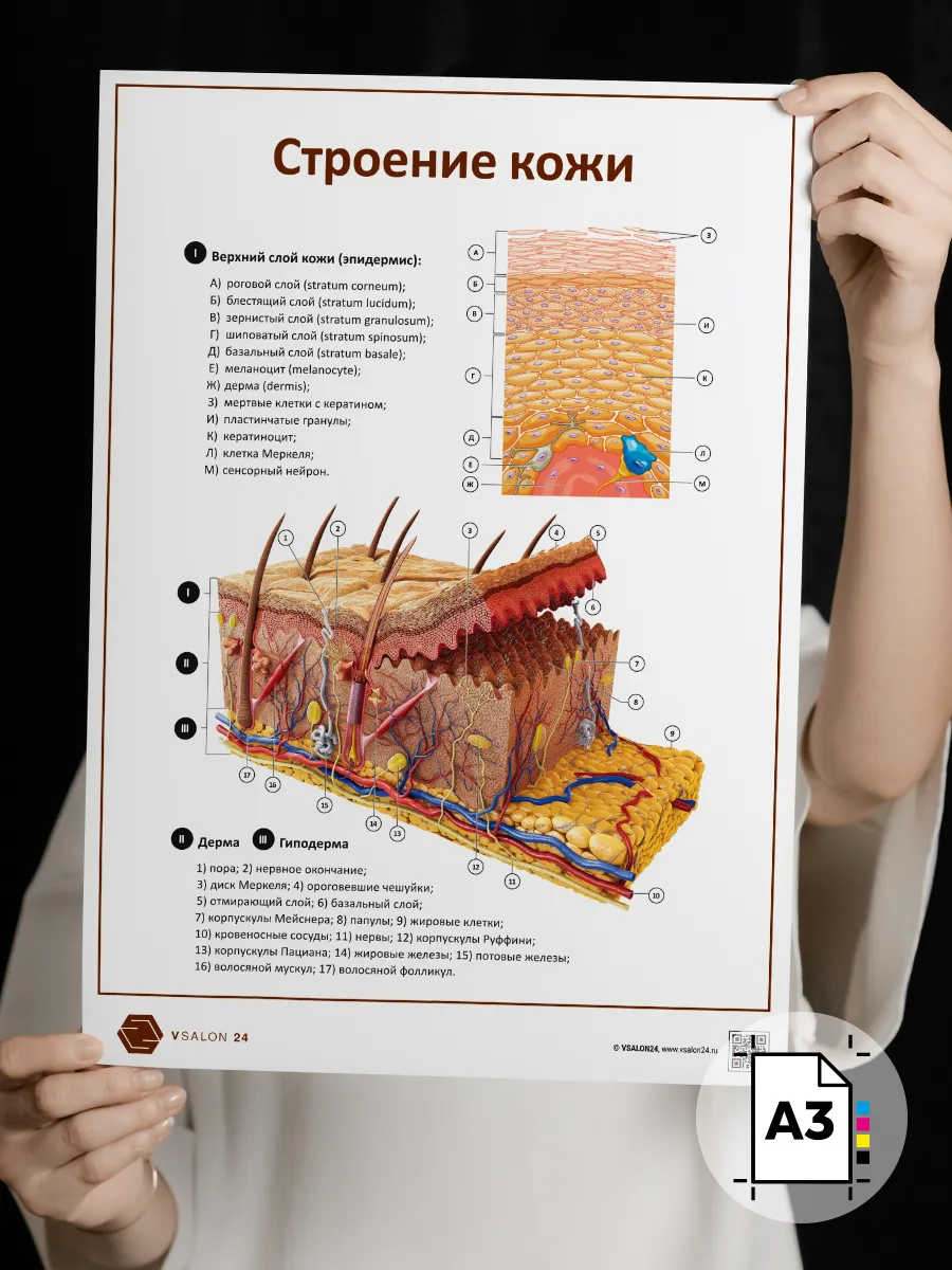 Плакат Строение кожи А3