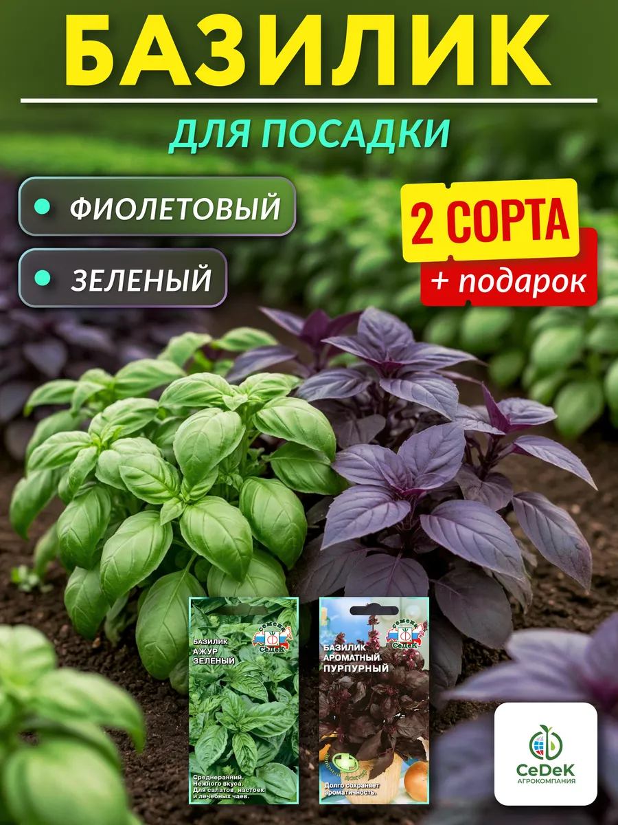 Семена базилика для посадки Зеленый, Фиолетовый